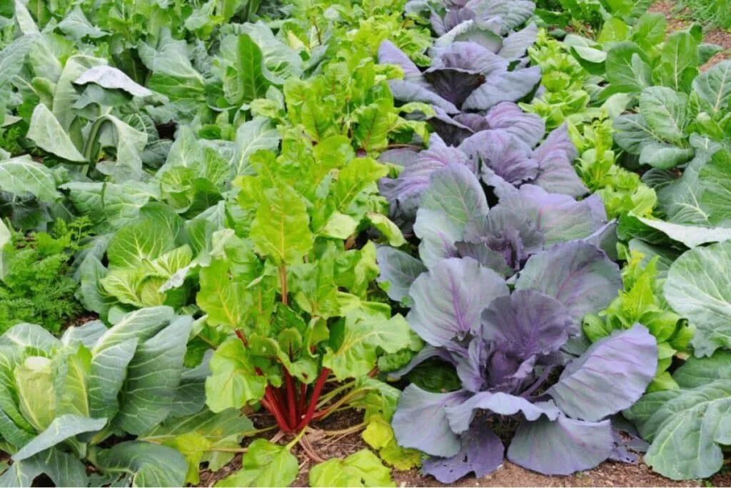 The Hidden Effects of Flower Choices on Veggie Gardens