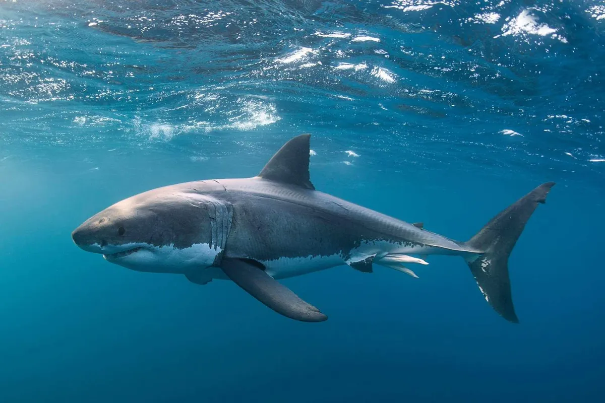 Unveiling the Genetic Diversity of Great White Sharks