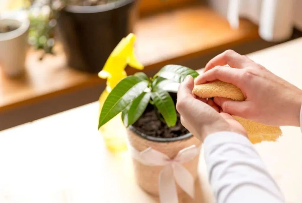 The Ultimate Guide to Keeping Your Green Plant Leaves Clean