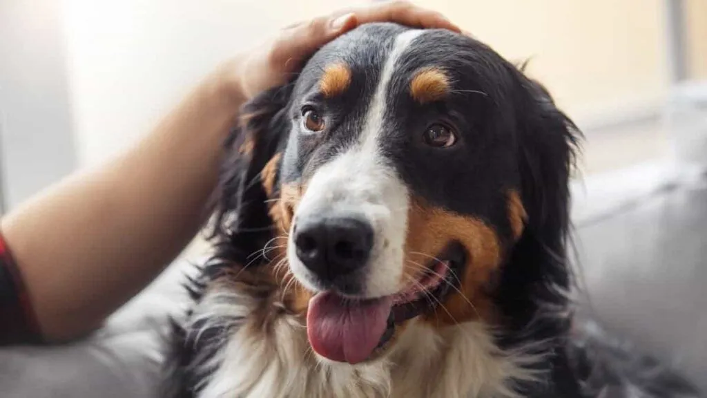The Pawsitive Side of Giving Your Dog a Pre-Departure Pet